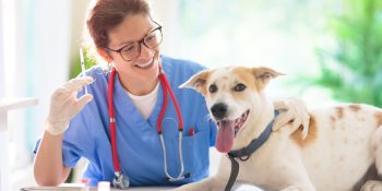 Health Checklist for Pet Boarding: Key Vaccinations and Tips for a Safe Stay