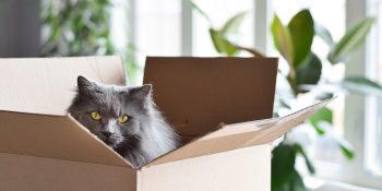 How Can I Help My Pet Adjust to a New Environment