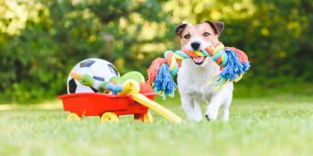 Preparing-Your-Pup-for-Dog-Daycare-Tips-for-a-Smooth-Transition