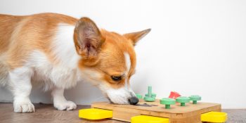 The-Importance-of-Mental-Stimulation-for-Pets-Games-and-Activities-to-Try